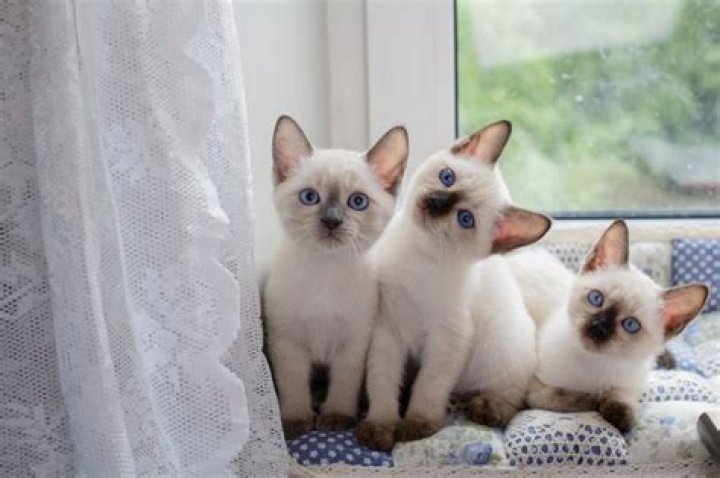 Unlock The Enchanting World Of Marie Anne Thiebaud's Pictures: Discoveries And Insights Await