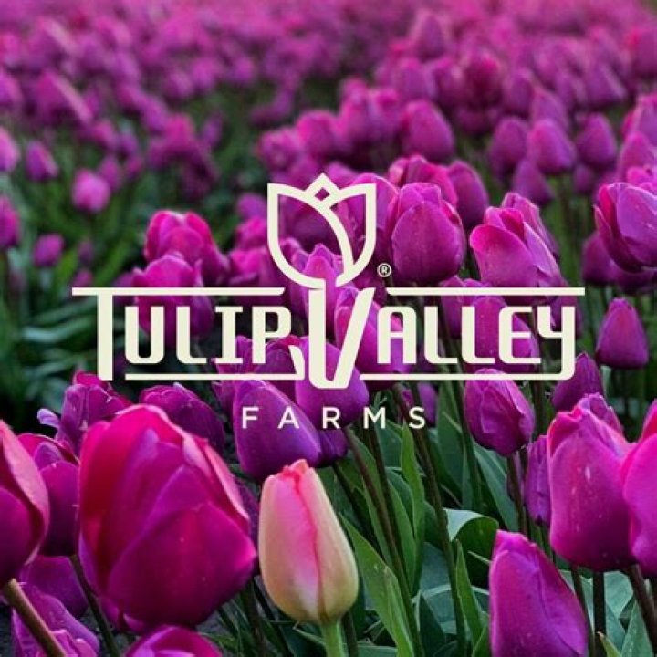 Unveiling The Enchanting World Of Tulip Valley Farms Washington Ethan